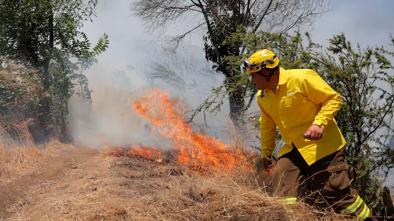 Congreso despacha proyecto que crea el nuevo Servicio Nacional Forestal que reemplazará a Conaf