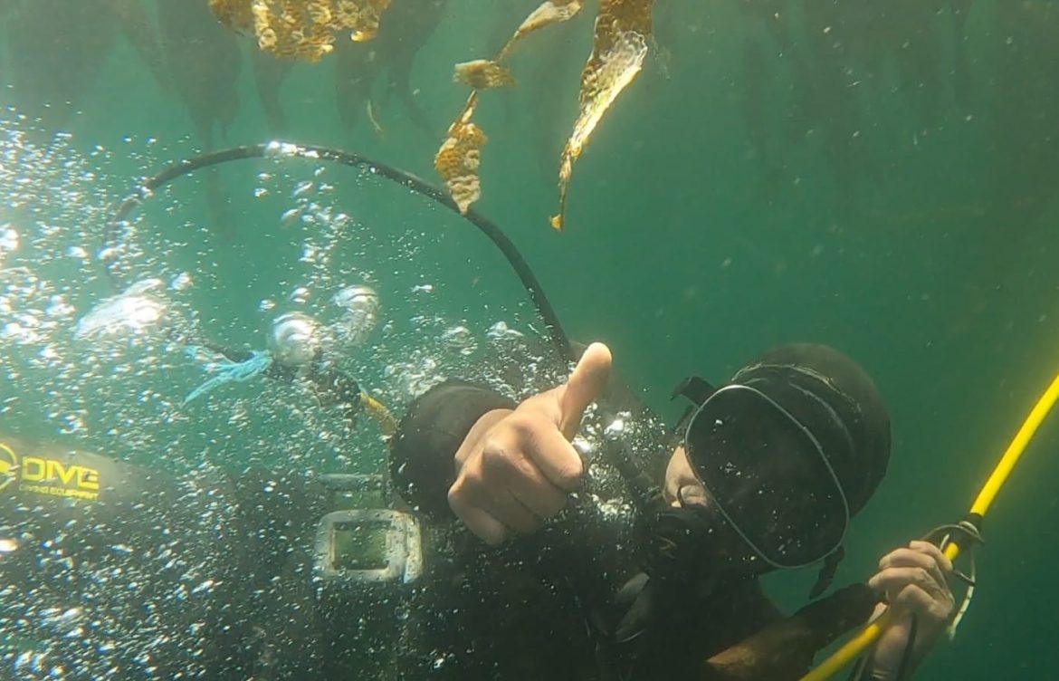 Salvar a los locos: buzos de la isla chilena Ascensión restauran el fondo marino para asegurar su subsistencia