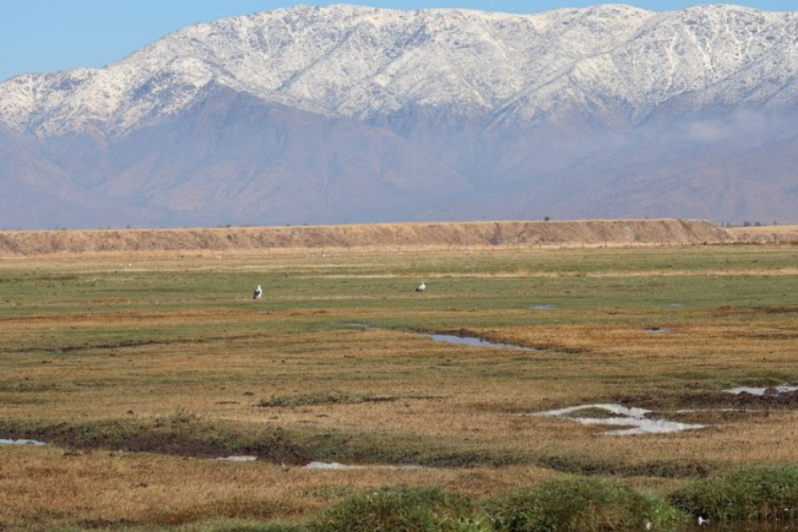 Triunfo ambiental: Quilicura celebra la restitución de su humedal urbano
