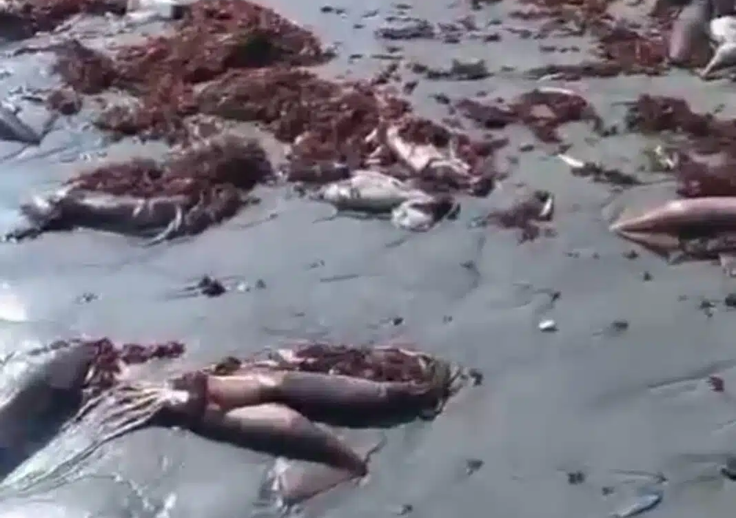 VIDEO | Alerta ambiental: Varazón masiva de jibias y anchovetas en Mejillones