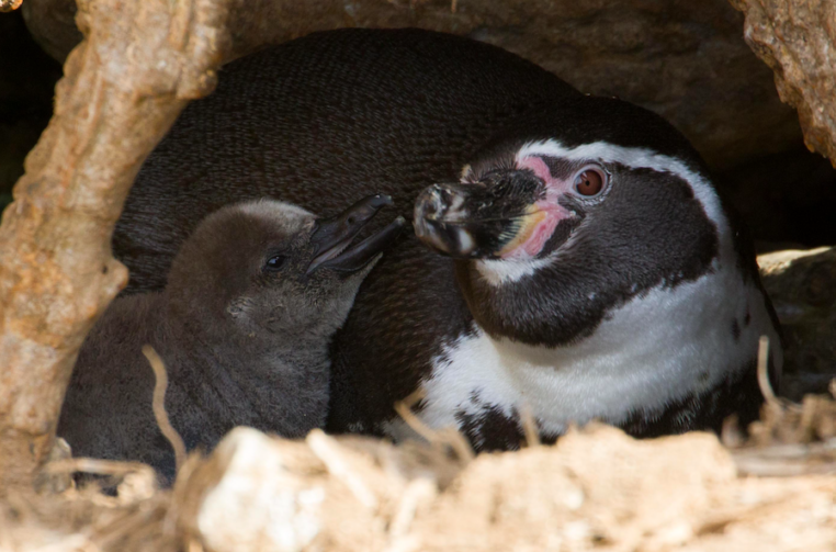 Día Mundial de los Pingüinos: la batalla por conservar a estas extraordinarias aves en Chile, Argentina y Perú