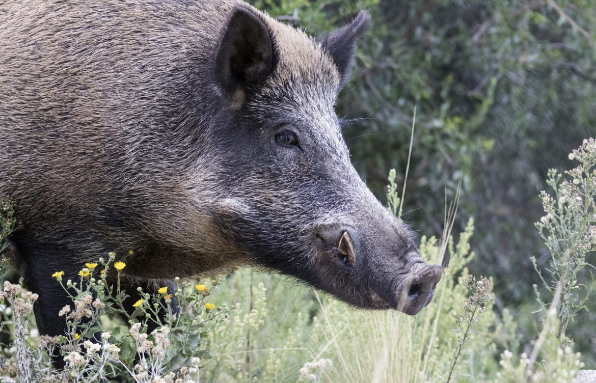 Las especies exóticas que entraron a Argentina por el capricho de los cotos de caza siguen dando graves problemas