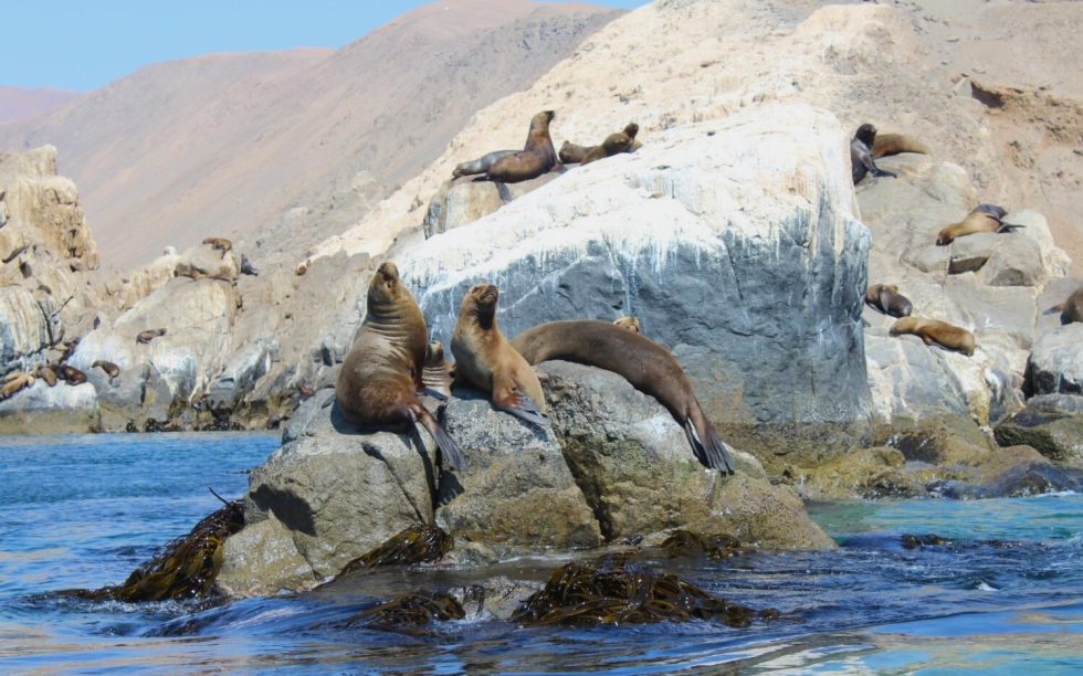 Ratifican declaración del Área Marina Costera Protegida de Múltiples Usos “Mar de Pisagua”