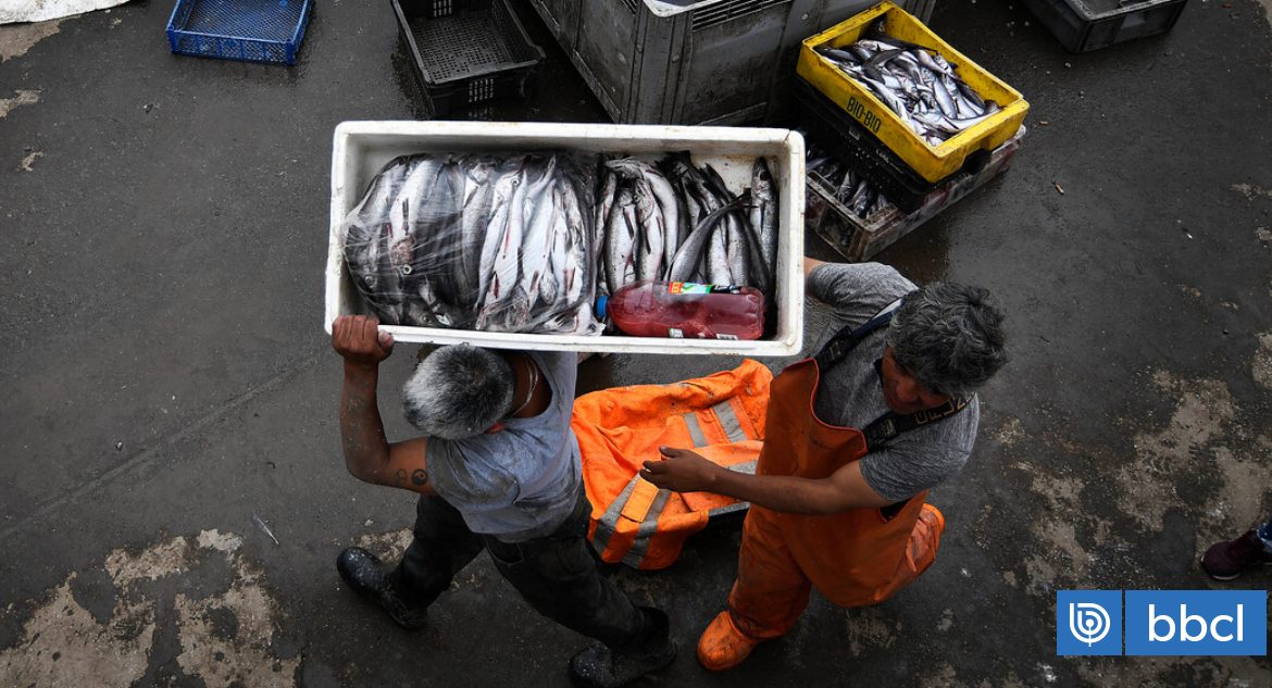 Senado aprueba fraccionamiento pesquero: cuotas artesanales suben y proyecto avanza a tercer trámite