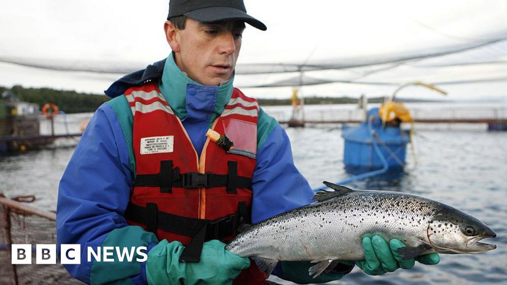 Las salmoneras de Chile esperan aguas más tranquilas