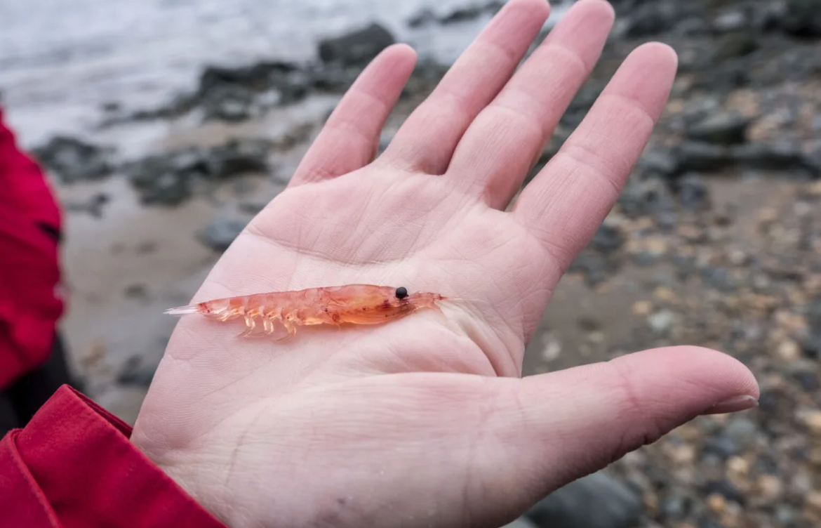Pesca de krill antártico como superalimento para humanos y salmones amenaza alimentación de ballenas