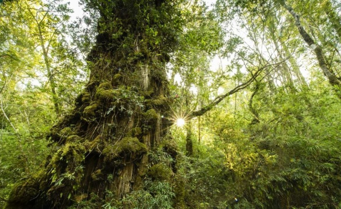 Alianza científica busca fortalecer restauración del bosque nativo en Parque Nacional Alerce Costero