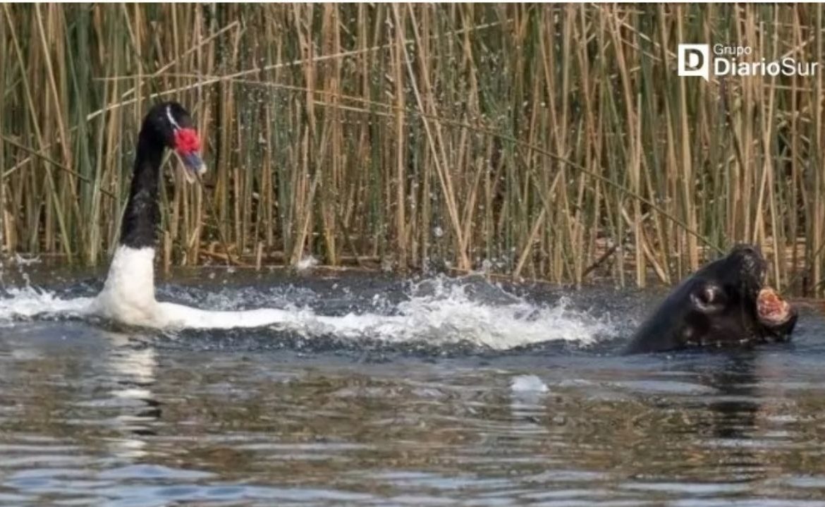 Revelan cifras de cisnes de cuello negro muertos en Santuario Río Cruces