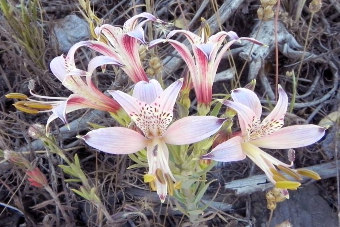 Flora del Biobío: especialistas entregan claves para identificar más de 1.500 plantas