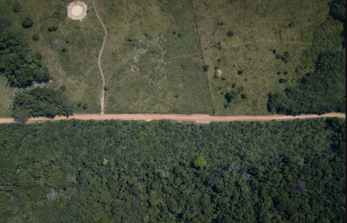 Más allá de la deforestación, América Latina encabeza la pérdida de bosque tropical primario