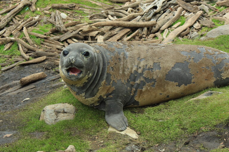 Buena noticia para los elefantes marinos: una colonia en Chile duplicó sus individuos tras padecer la gripe aviar