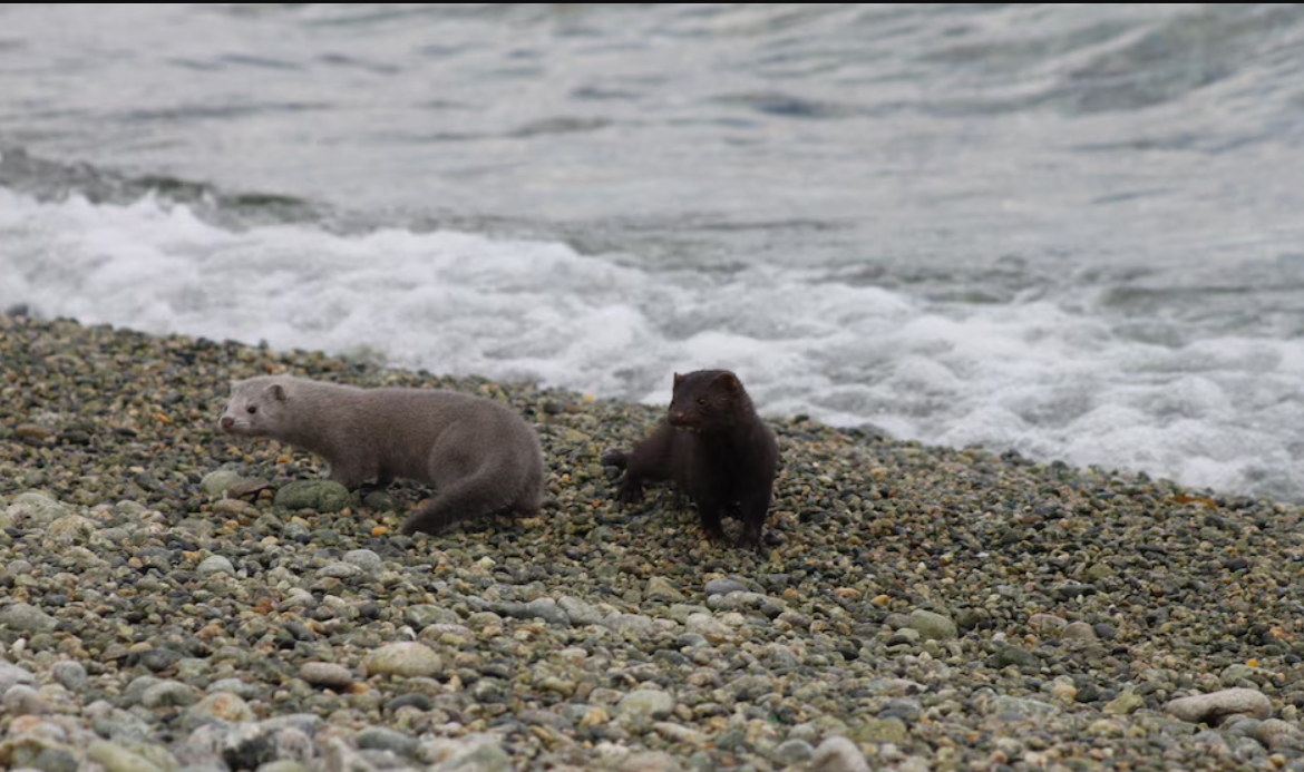 Una especie exótica amenaza la biodiversidad en la Patagonia y preocupa a los científicos