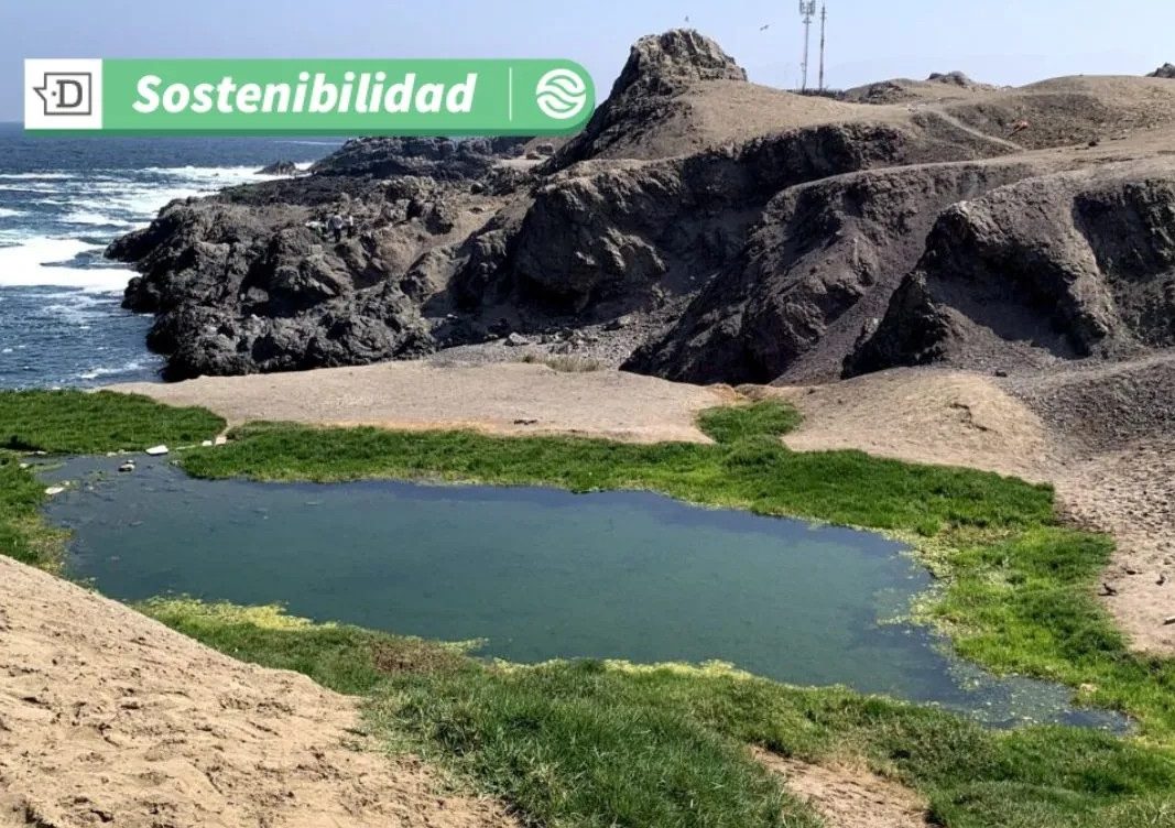 Protección de humedales urbanos en Antofagasta: Nueva ordenanza municipal refuerza protección de ecosistemas