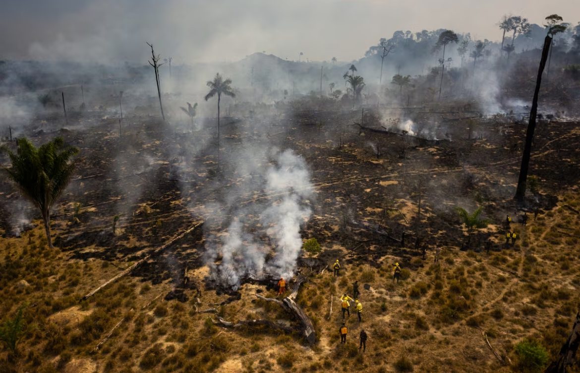El fuego arrasó en 2024 más Amazonia que nunca en 40 años: más que Grecia