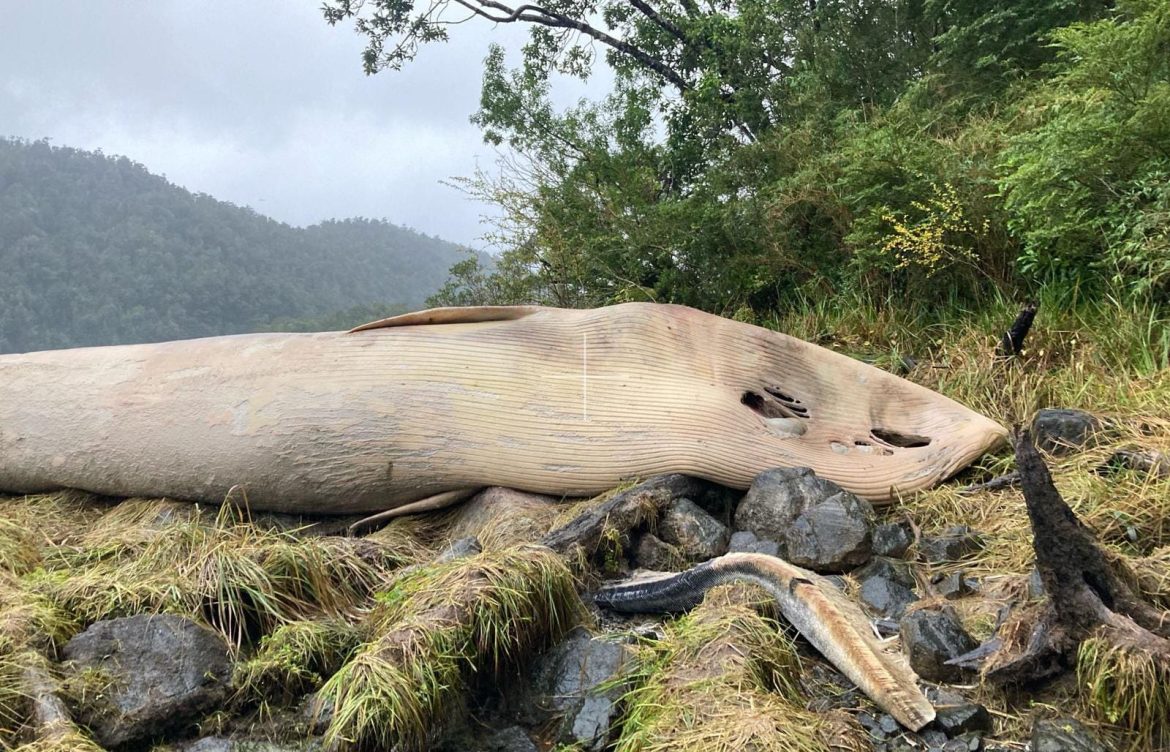 En el sector del estero Cupquelan encuentran cetáceo fallecido: Armada y Sernapesca investigan el caso