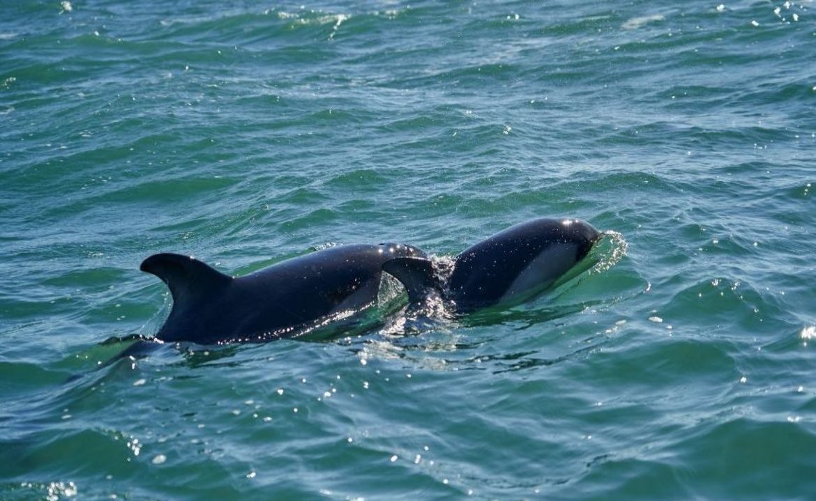 Estudio advierte que tráfico marino amenaza la presencia del delfín austral en la patagonia