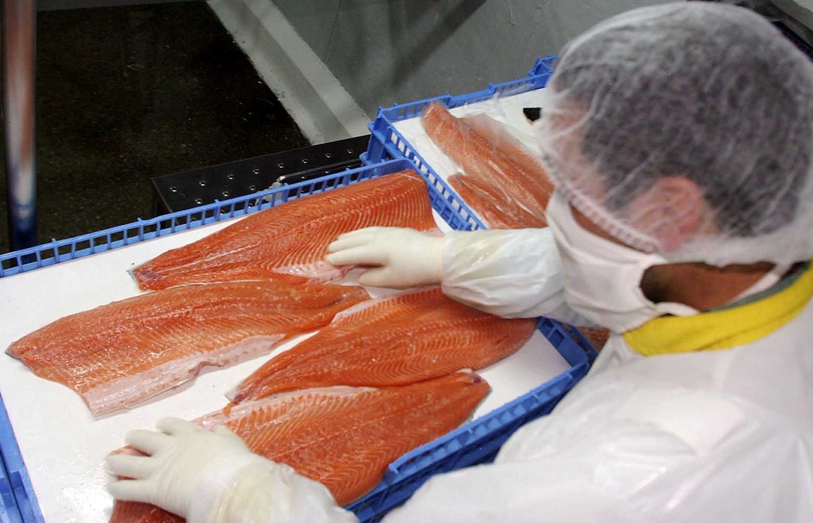 Salmoneras recibieron $28.598 millones en subsidios mientras infringieron derechos laborales – Parte 1