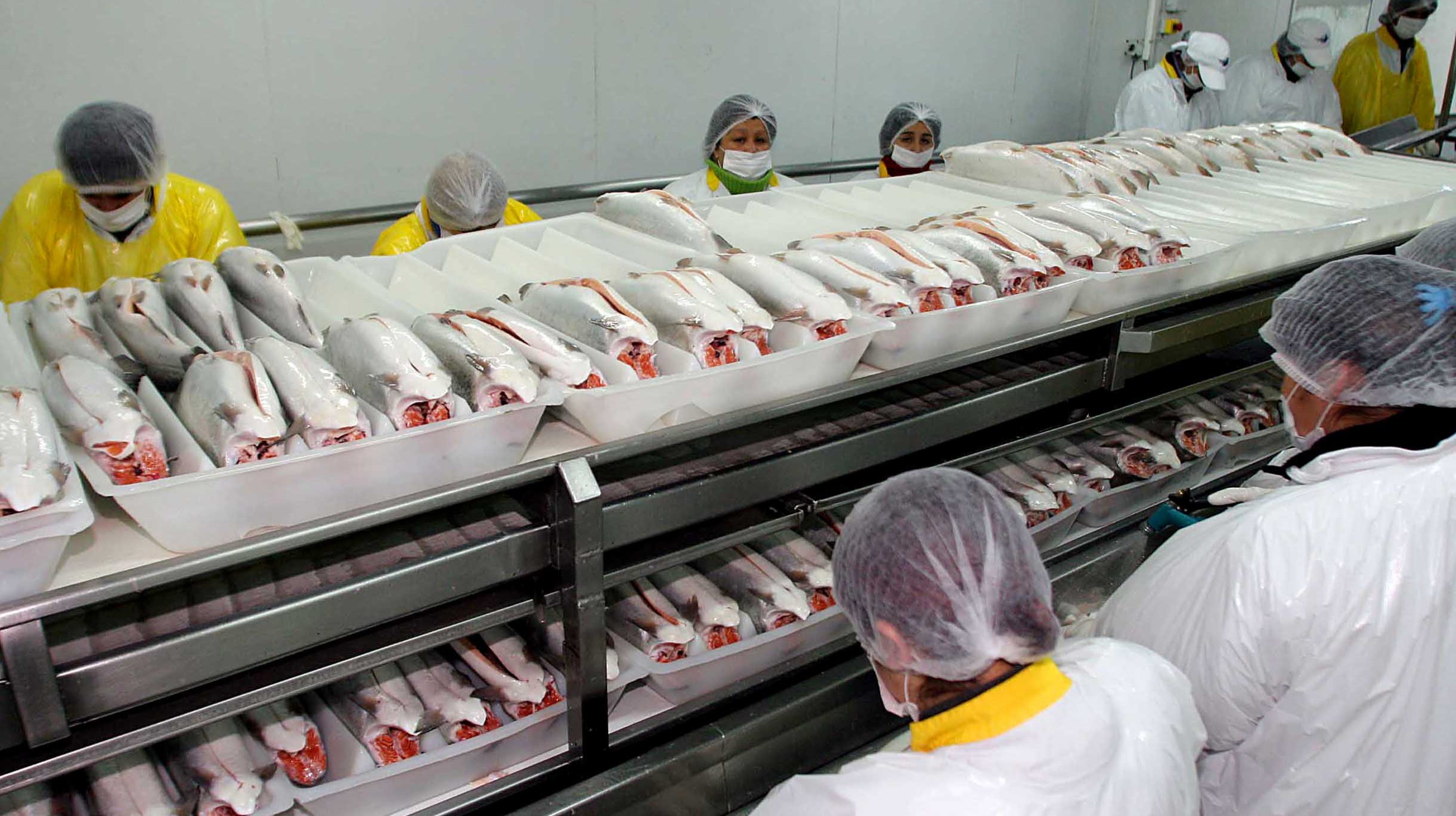 Tesorería exige a salmoneras devolver $183 millones, pero no denuncia posible fraude al fisco como exige la ley