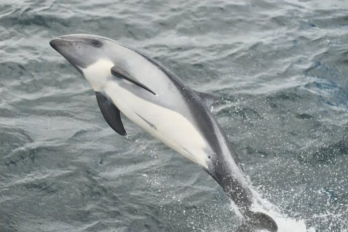 Estudio advierte que tráfico marino amenaza la presencia de delfín austral