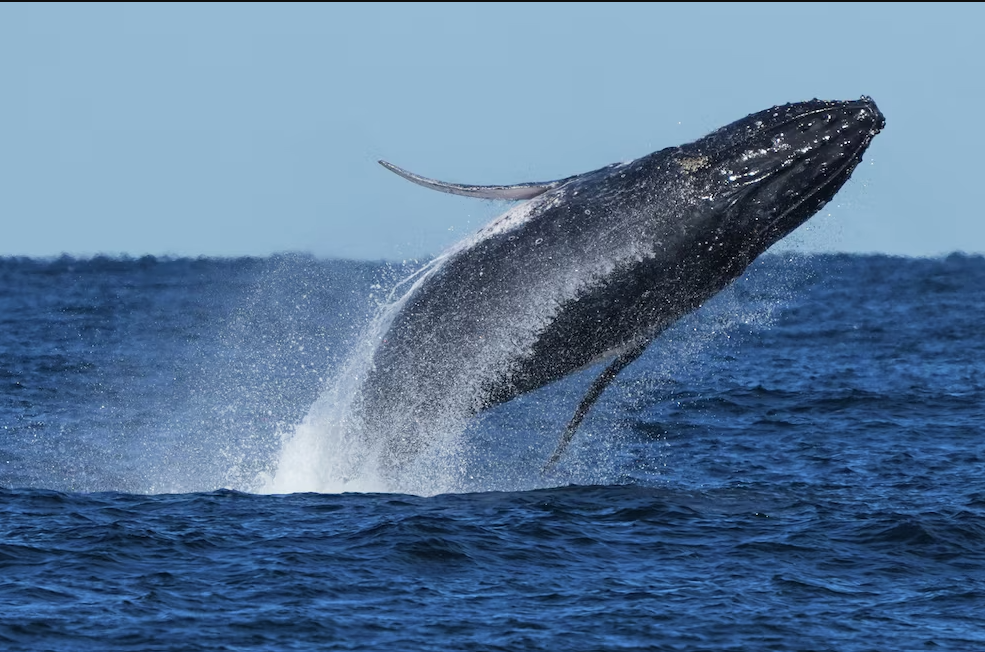 Día Mundial de las Ballenas y los Delfines: 10 curiosidades y comportamientos sorprendentes de estos cetáceos