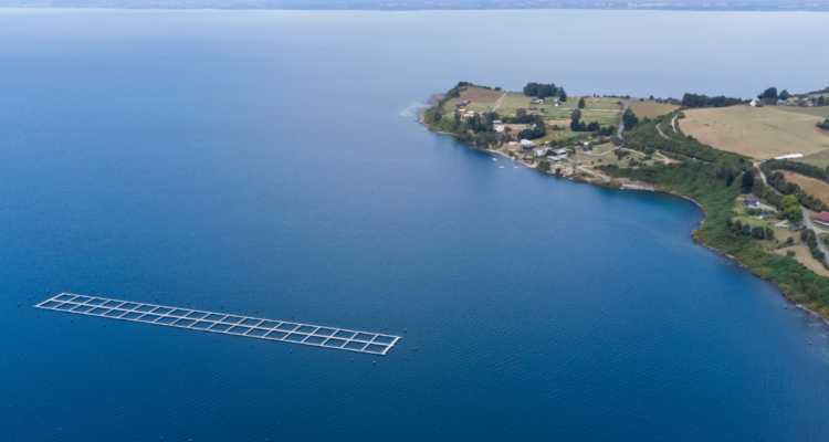 Presentarán demanda ante Tribunal Ambiental por escape de salmones en Lago Llanquihue ocurrido en 2023