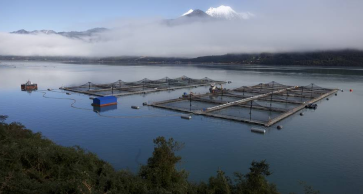 Lo que la industria salmonera paga, y lo que debería pagar