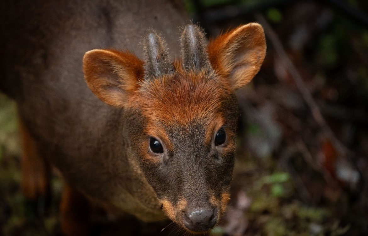 Investigación aplicará ciencia de datos para identificar zonas de amenaza del pudú en Chiloé