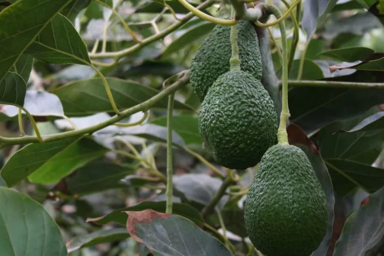 Palta peruana bajo la lupa en Europa por altos niveles de cadmio: Chile fortalece vigilancia a importaciones