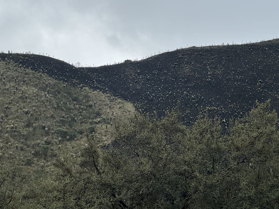 Carbono en llamas: cómo los incendios forestales están destruyendo los mayores sumideros de carbono en América Latina