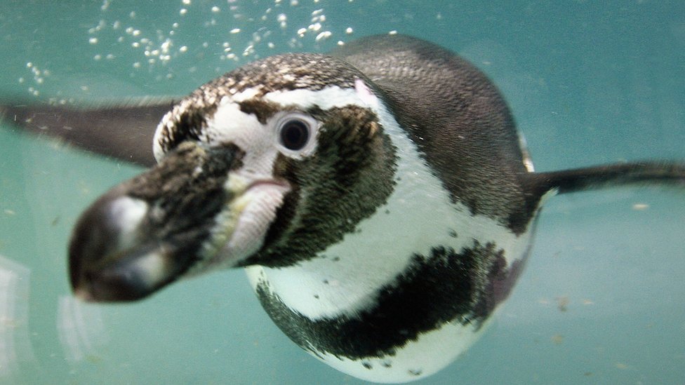 Científicos no dan brazo a torcer: piden respetar “importancia global” del Archipiélago de Humboldt