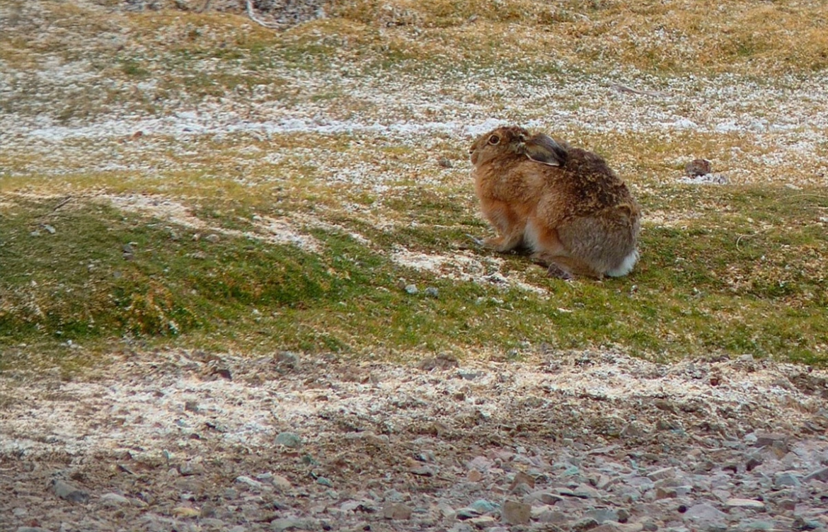 Detectan invasión de liebre europea en el Desierto de Atacama: Puede amenazar la poca vegetación y a la chinchilla en extinción