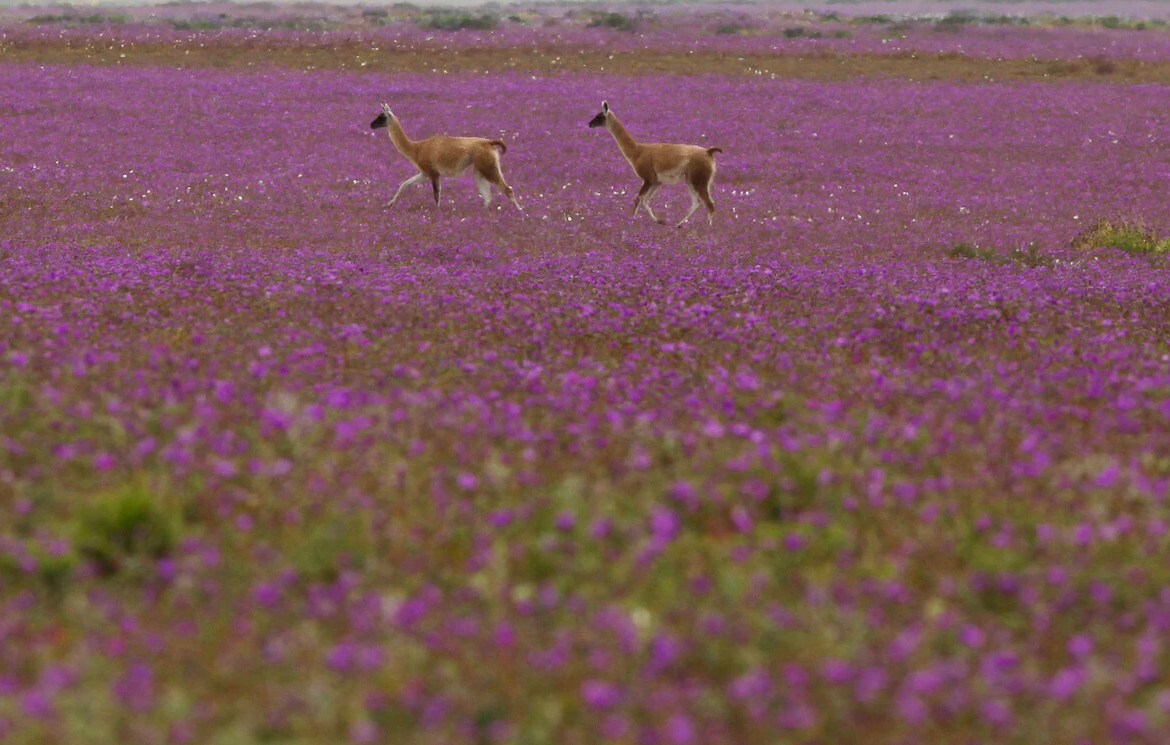 SONAMI acude a Tribunales para invalidar la creación del Parque Nacional Desierto Florido: Acusan expropiación regulatoria