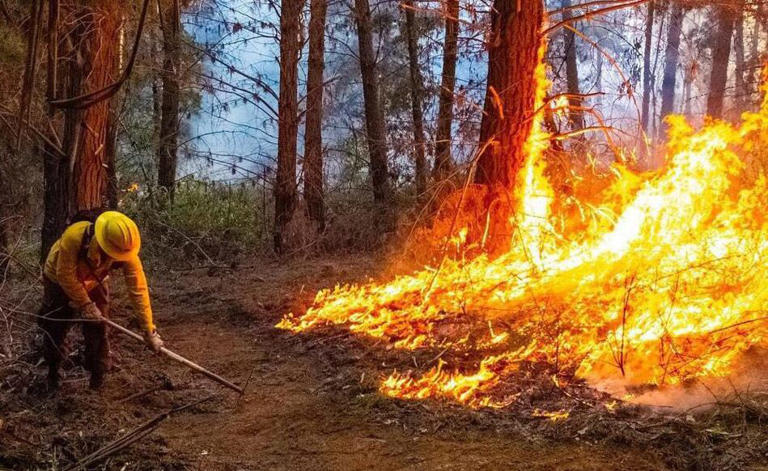 Declaran alerta roja en Alto Biobío por incendio en Reserva Nacional Ralco