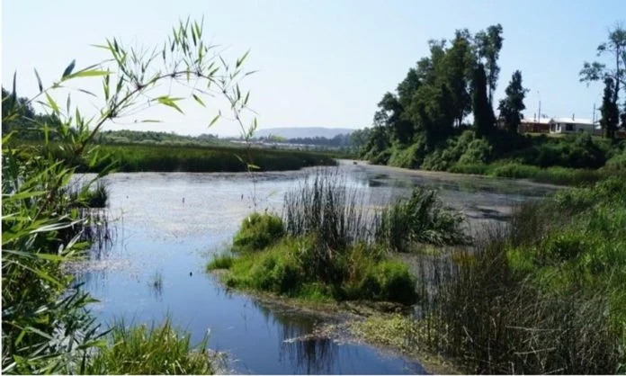 Corte Suprema ordena reparación de daño ambiental en Humedal Isla Teja Sur de Valdivia