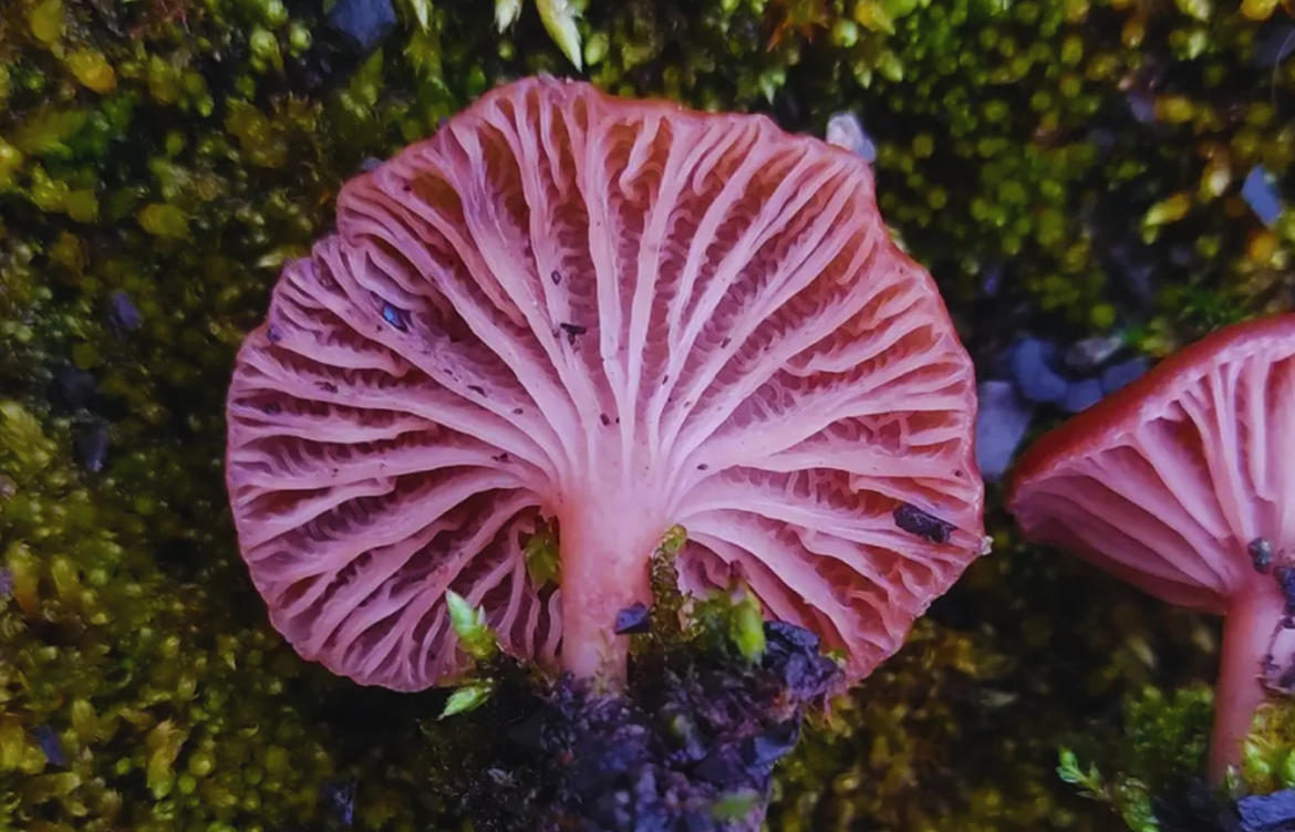 Investigadores brasileños identifican cuatro nuevas especies de hongos en los ecosistemas extremos de la Antártica