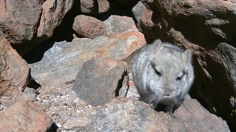 Chinchillas en la mira: frenan proyecto minero de US$ 113 millones por riesgo a especie en peligro de extinción