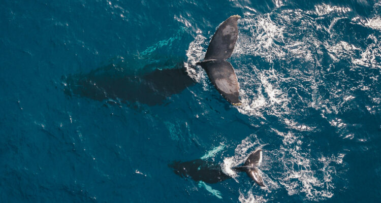 Expertos advierten que el desarrollo de hidrógeno verde amenaza la vida silvestre en Chile