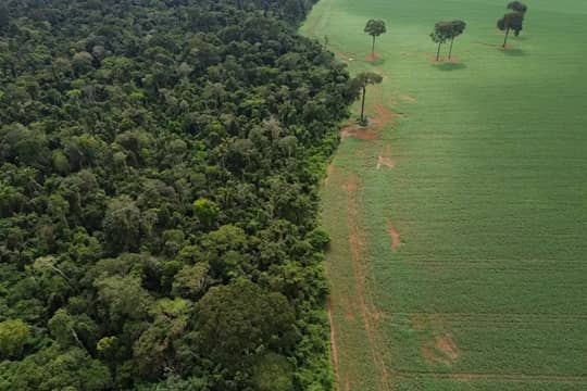 ¿Bosques olvidados?: alerta de baja biodiversidad en los mercados de carbono