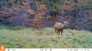 Buenas noticias en el Día del Huemul: Identifican la población que estaría más al norte de la Patagonia chilena