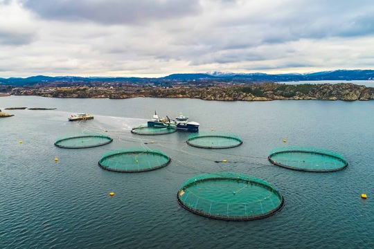 Pago de patentes por parte de industria salmonera: alertan posible dependencia fiscal en comunas con bajos ingresos