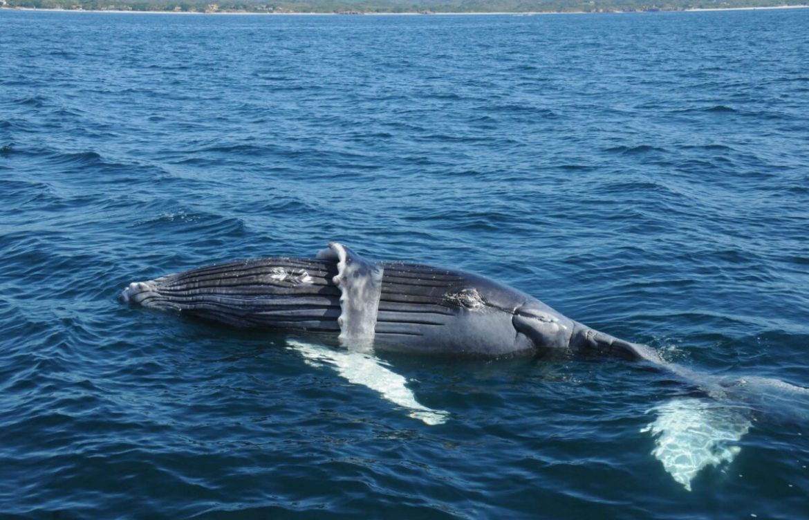 Muertes masivas de ballenas en América Latina generan alerta: colisiones, proyectos extractivos y cambio climático ponen en riesgo su supervivencia | Lecturas ambientales