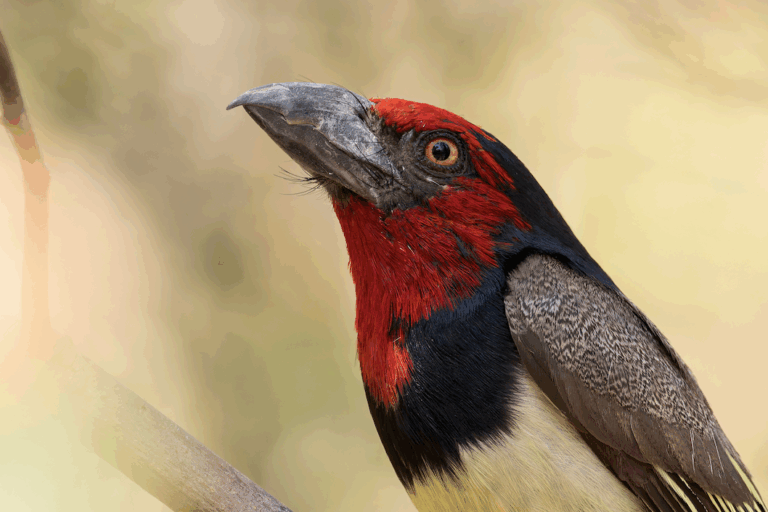Aves tropicales en declive: el aumento del calor extremo provoca la disminución de sus poblaciones