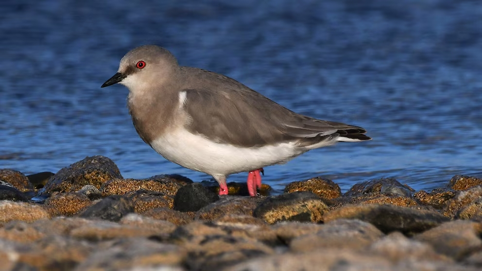 Es una de las aves playeras más raras de Sudamérica y luchan para salvarla: quedan menos de 400 ejemplares