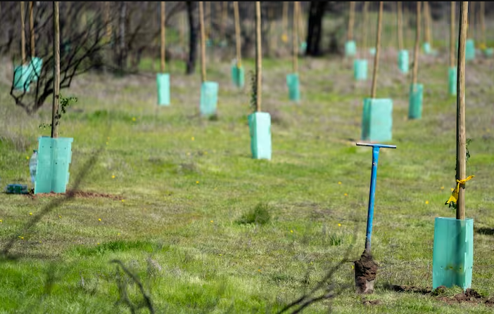 Tras megaincendio del 2024: realizan jornada de reforestación en la Reserva Nacional Lago Peñuelas