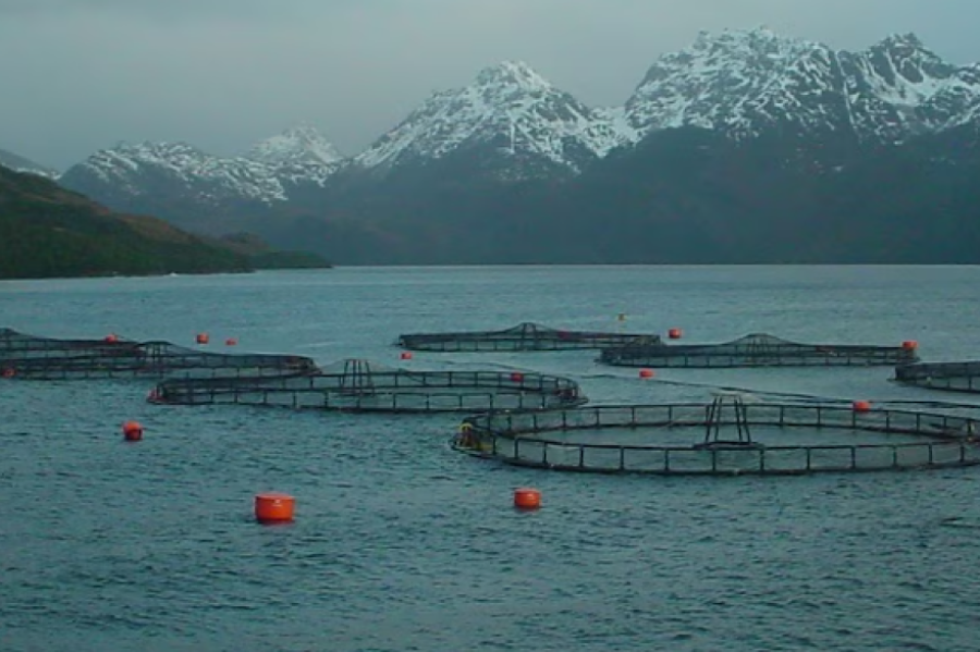 Organizaciones advierten: “Levantar la prohibición de salmonicultura sería un retroceso para Tierra del Fuego”