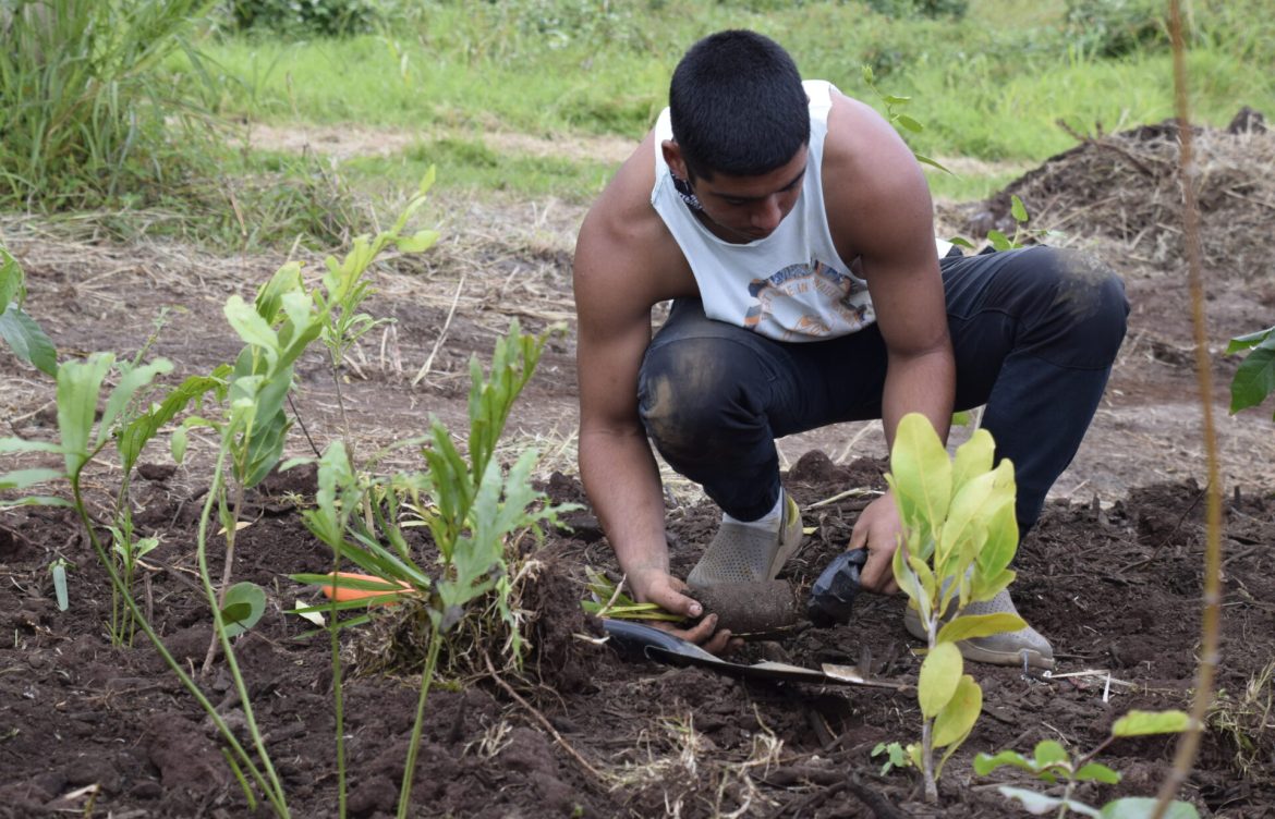 Un piloto que adapta el método Miyawaki a Rapa Nui, combinando especies nativas y polinésicas para restaurar funciones ecológicas en un ecosistema degradado