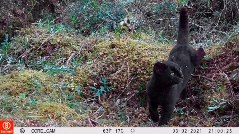 Chile se suma a plataforma mundial para el monitoreo de fauna nativa