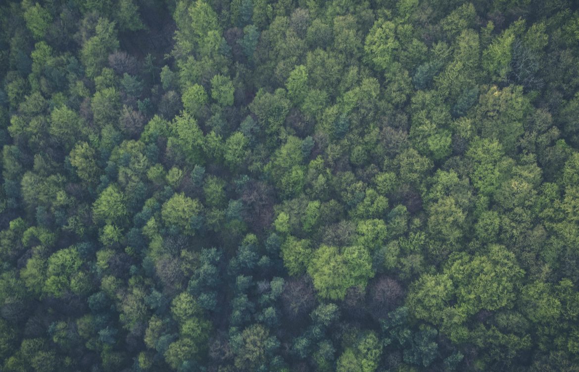 Bosques dominan la Región de Los Ríos: más del 63% de su territorio está cubierto por vegetación