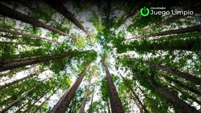 Nuevo estudio en Science refuerza urgencia de reforestación sostenible y cuestiona compromisos globales