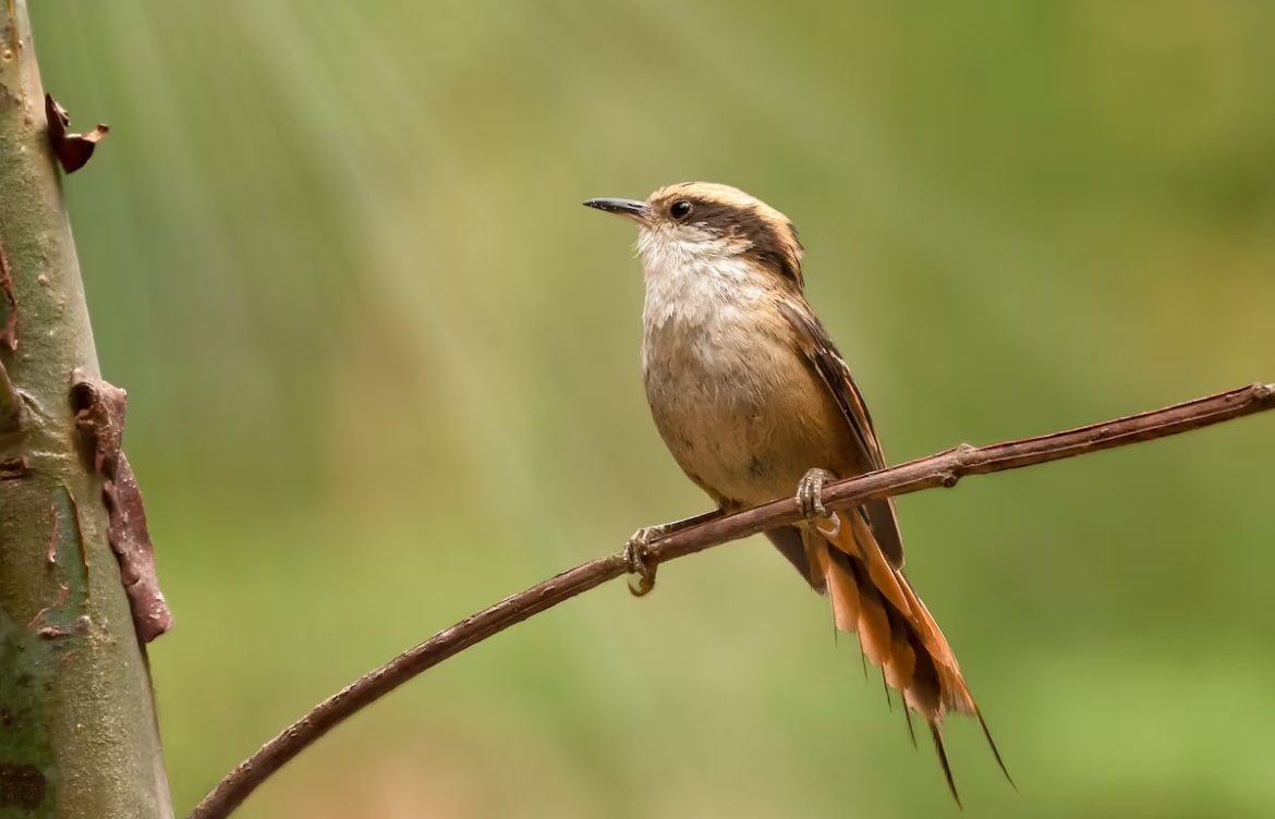 Chile levanta el mayor registro genético de su biodiversidad